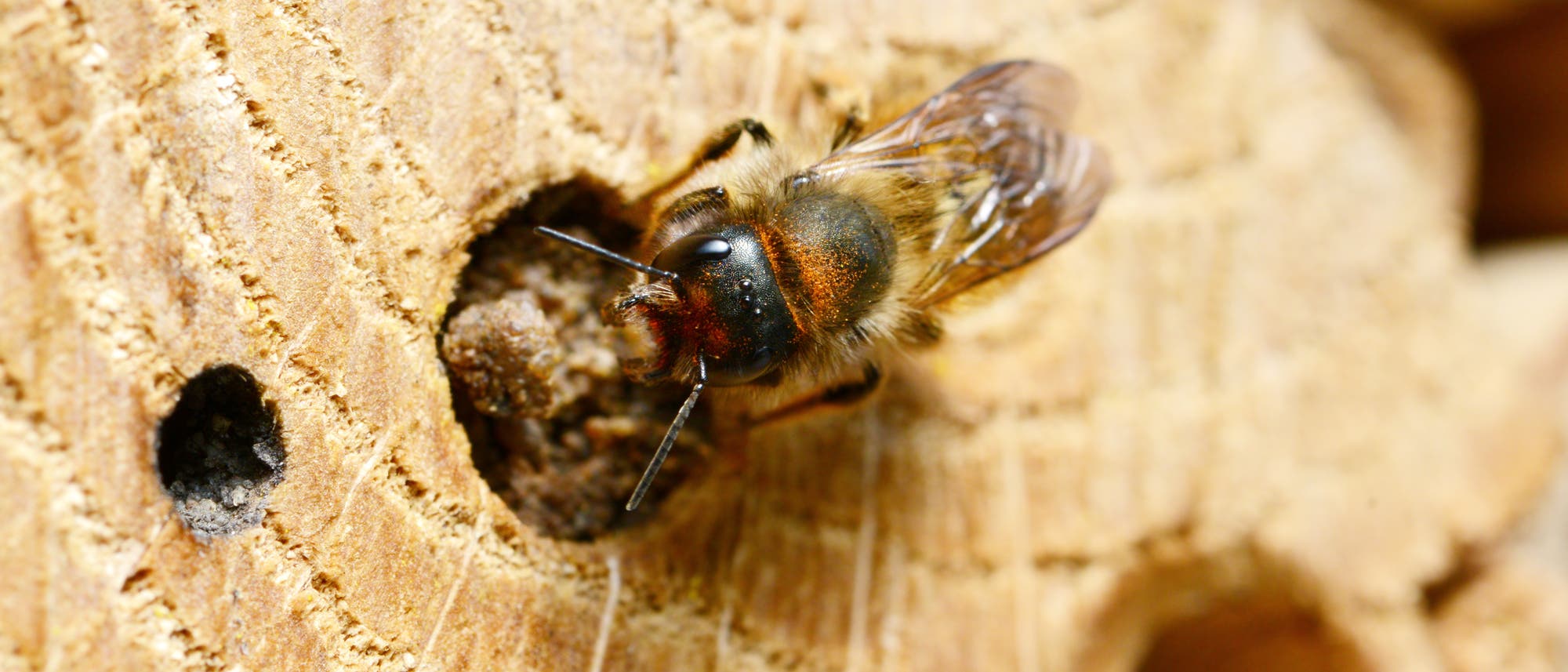 Eine Biene sitzt auf einem Stück Holz mit mehreren kleinen Löchern. Die Biene ist detailliert zu sehen, mit durchscheinenden Flügeln und einem pelzigen Körper. Das Holz zeigt eine raue, natürliche Textur. Die Szene vermittelt einen natürlichen Lebensraum für die Biene.