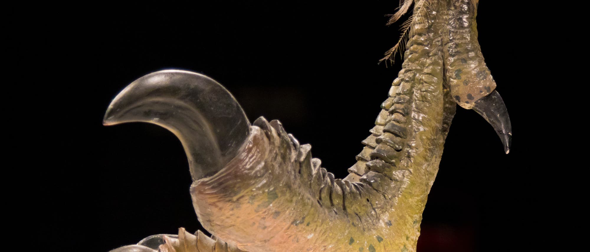 Rekonstruierte Kralle eines Raptors