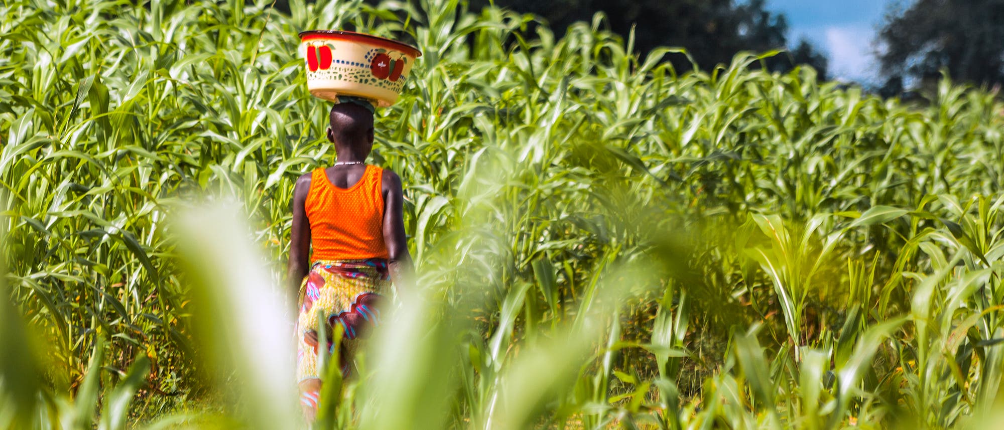 Frau in einem Maisfeld in Benin