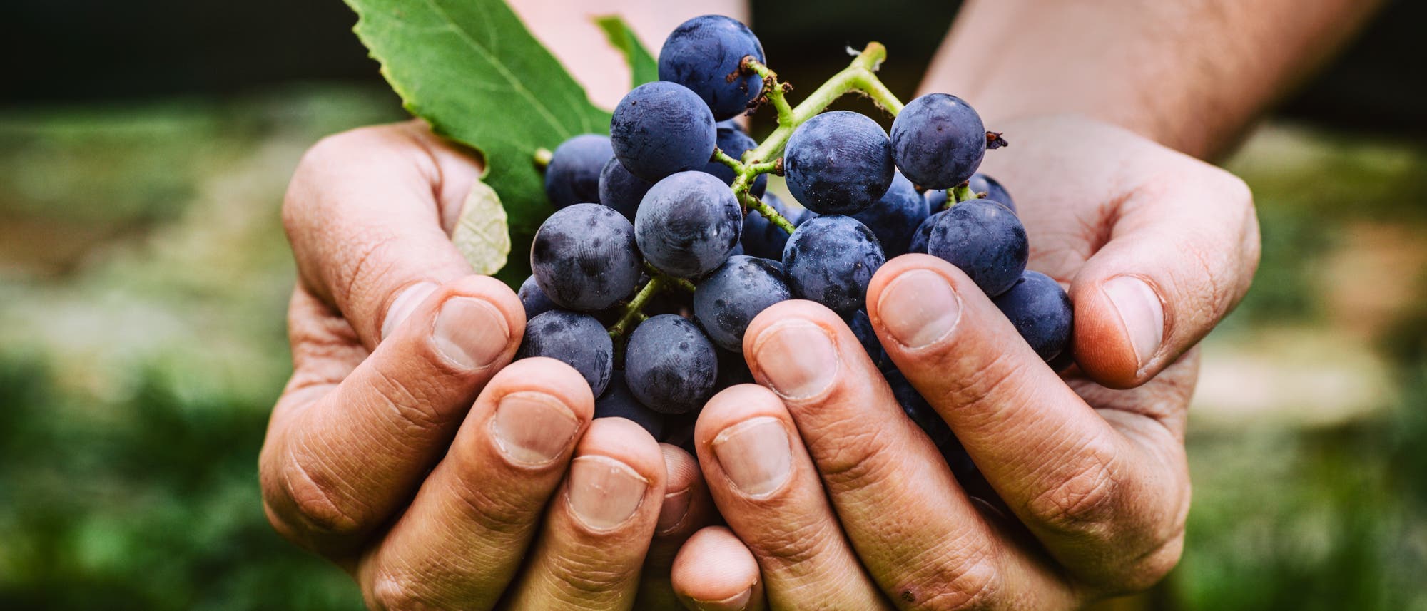 Zwei Hände voll frisch gepflückter blauer Weintrauben 