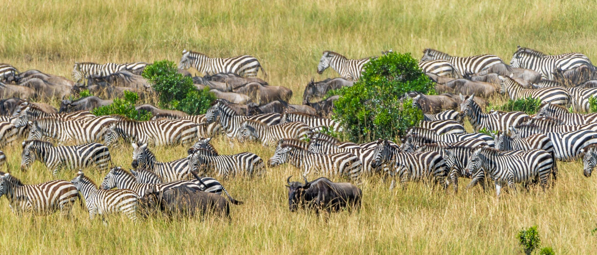 Zebras und Gnus bei ihrer großen Wanderung in der Masai Mara in Kenia.