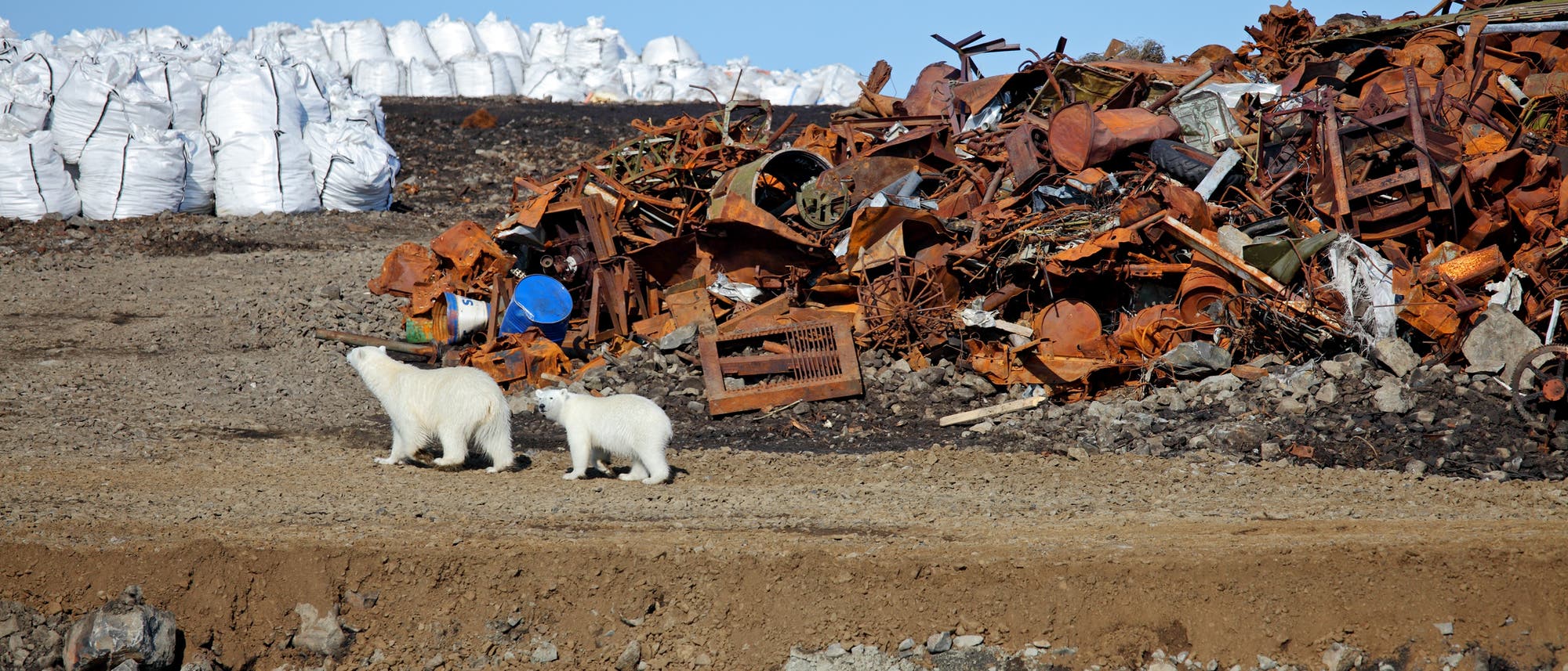 Eisbären vor Schrott (Symbolbild)