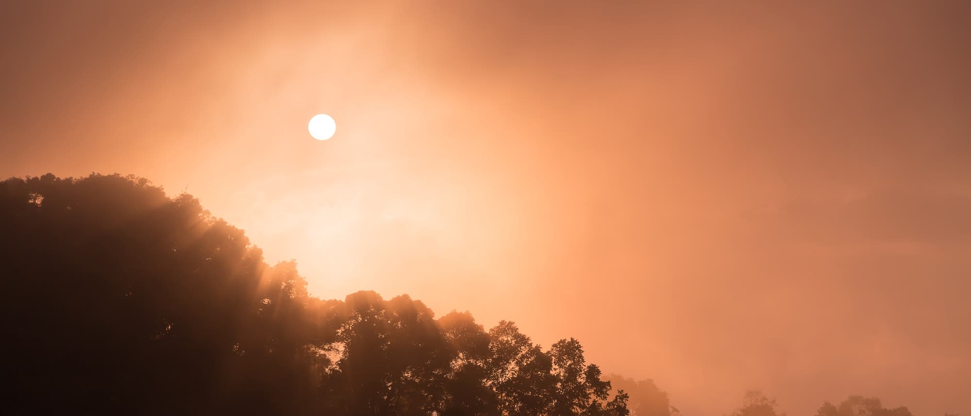 Sonne und Nebel über Bäumen