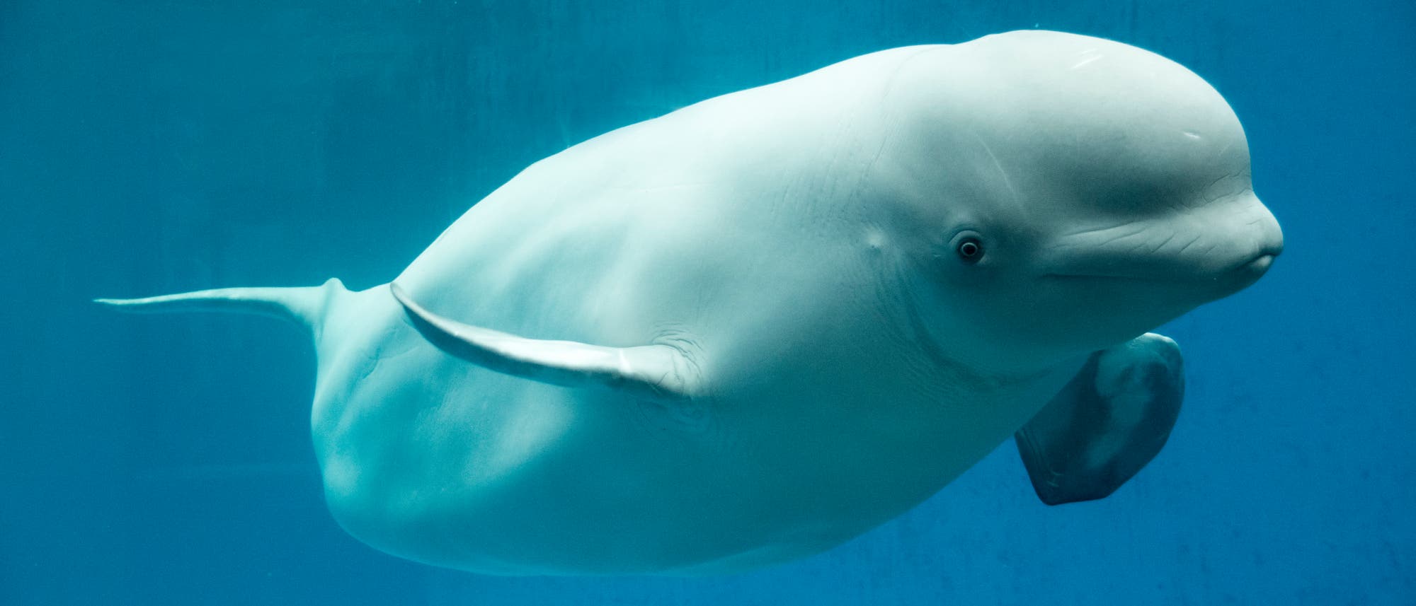 Ein Beluga-Wal im Wasser