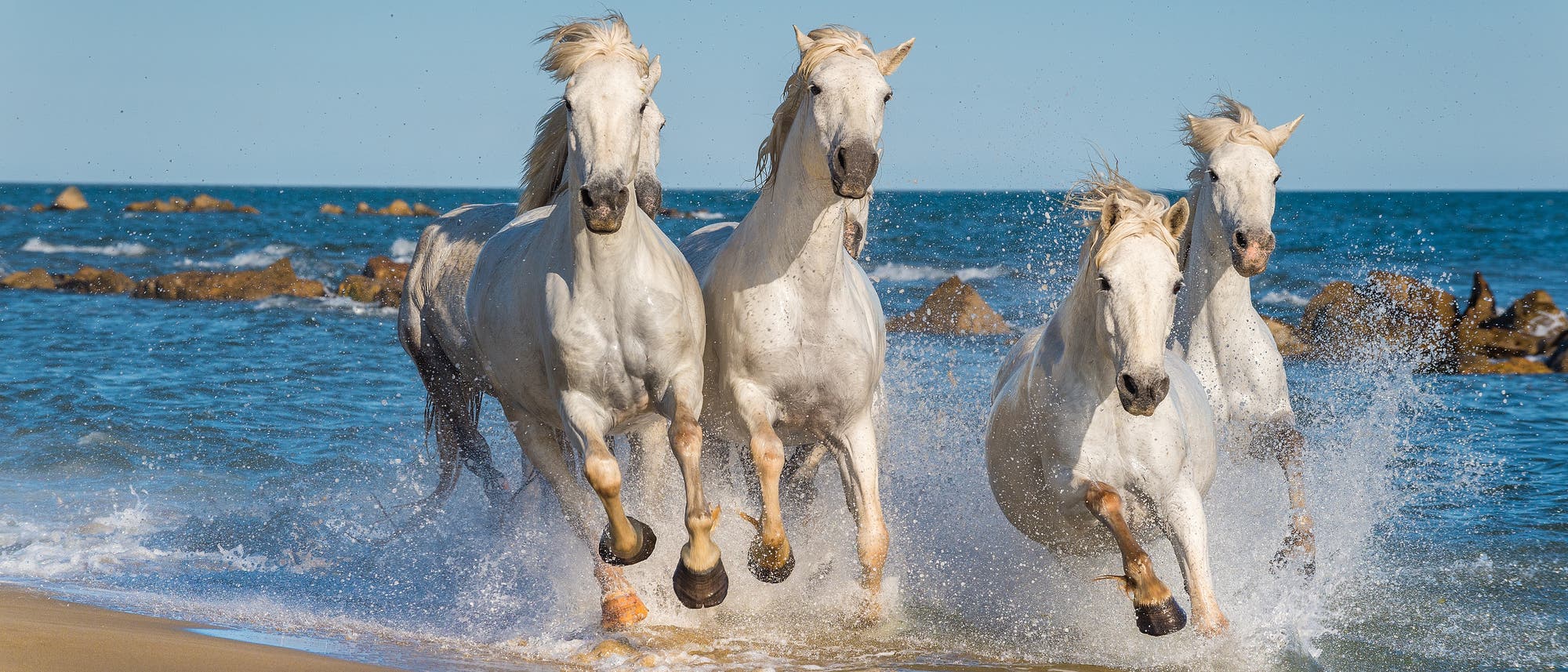 Camargue-Pferde preschen an einem Strand in der Provence entlang.