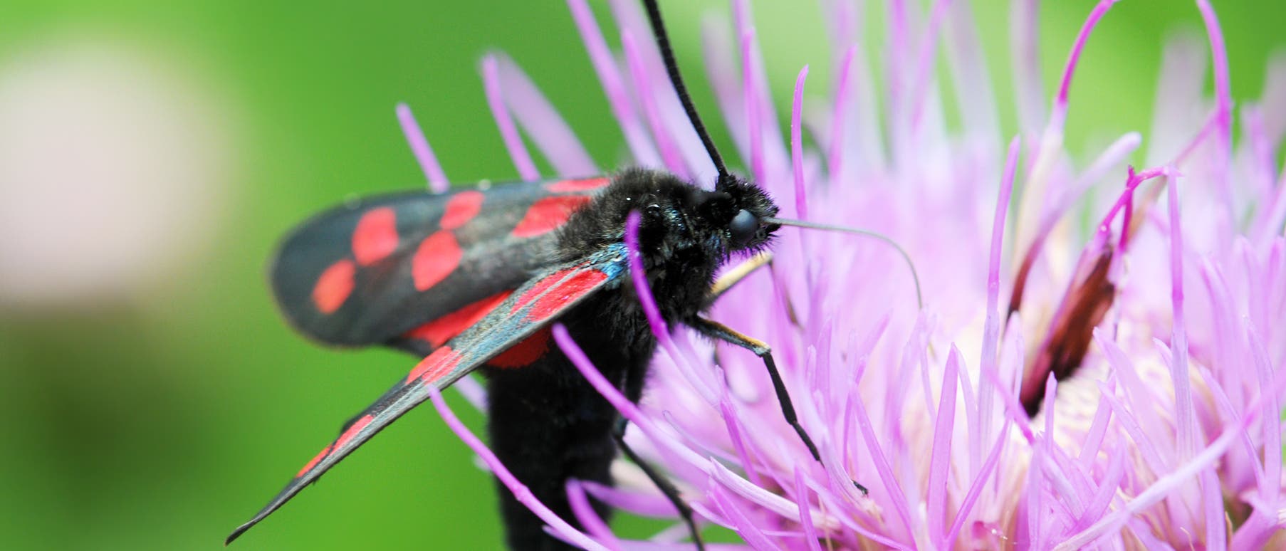 Ein Schmetterling mit schwarzen Flügeln und roten Flecken sitzt auf einer lila Blume. Die Szene ist in einem natürlichen Umfeld mit unscharfem grünem Hintergrund aufgenommen. Der Schmetterling saugt Nektar aus der Blüte. Ein Schmetterling mit schwarzen Flügeln und roten Flecken sitzt auf einer lila Blume. Die Szene ist in einem natürlichen Umfeld mit unscharfem grünem Hintergrund aufgenommen. Der Schmetterling saugt Nektar aus der Blüte.