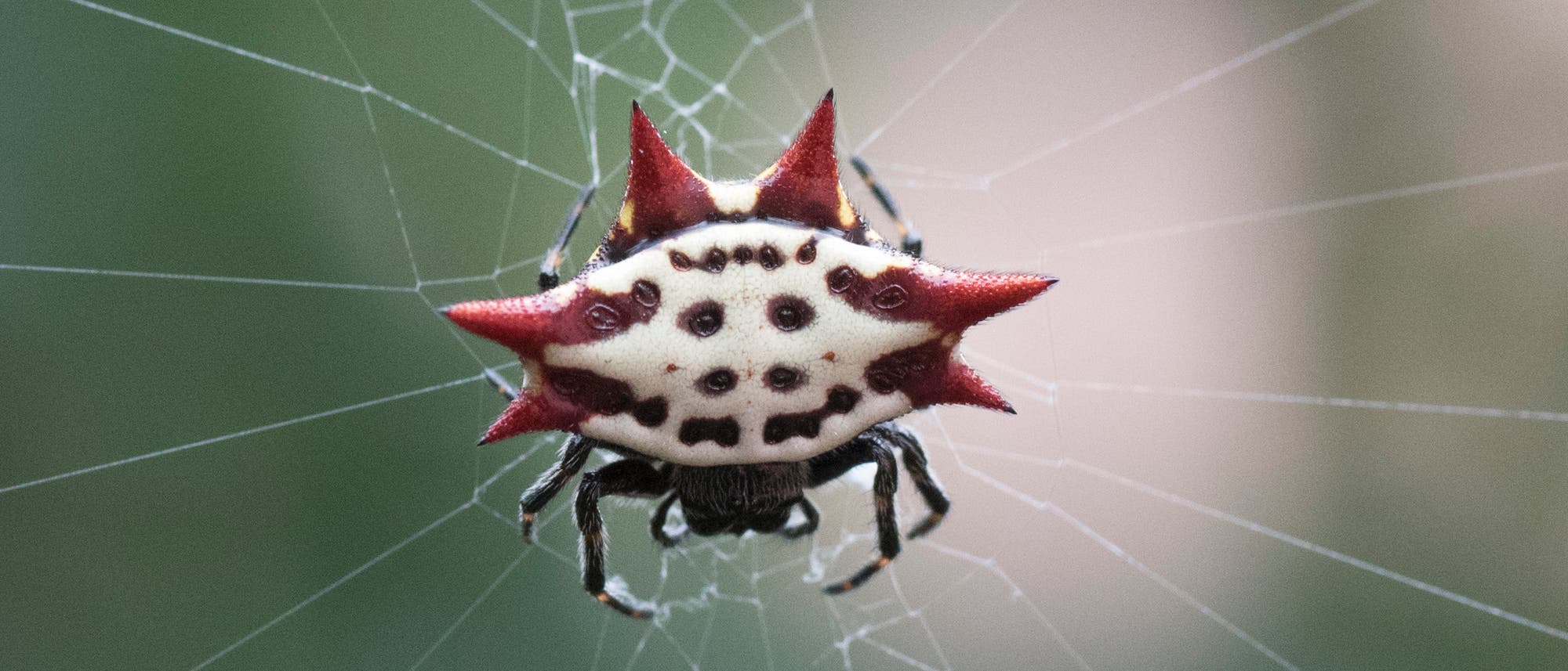 Eine schicke, krabbenförmige Spinne lauert im Netz: Gasteracantha arcuata