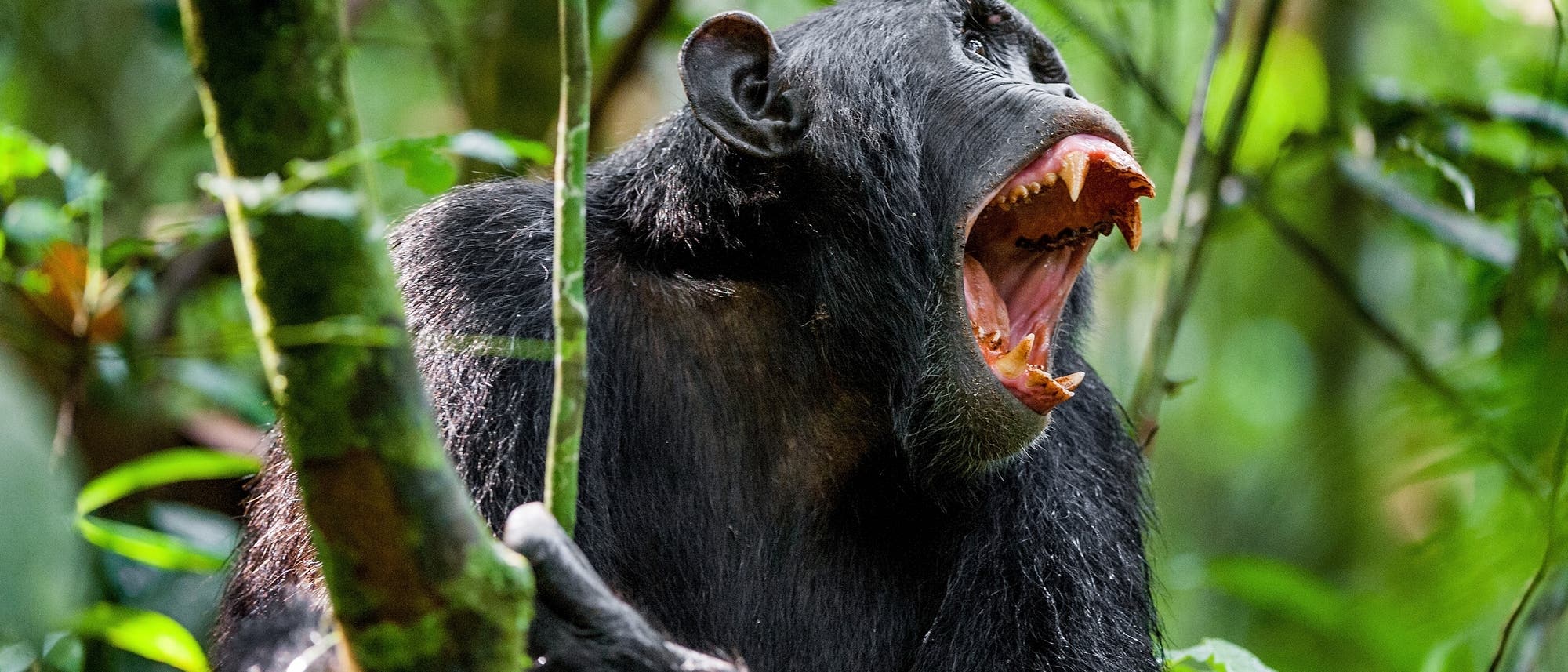 Ein Schimpanse zeigt die Zähne
