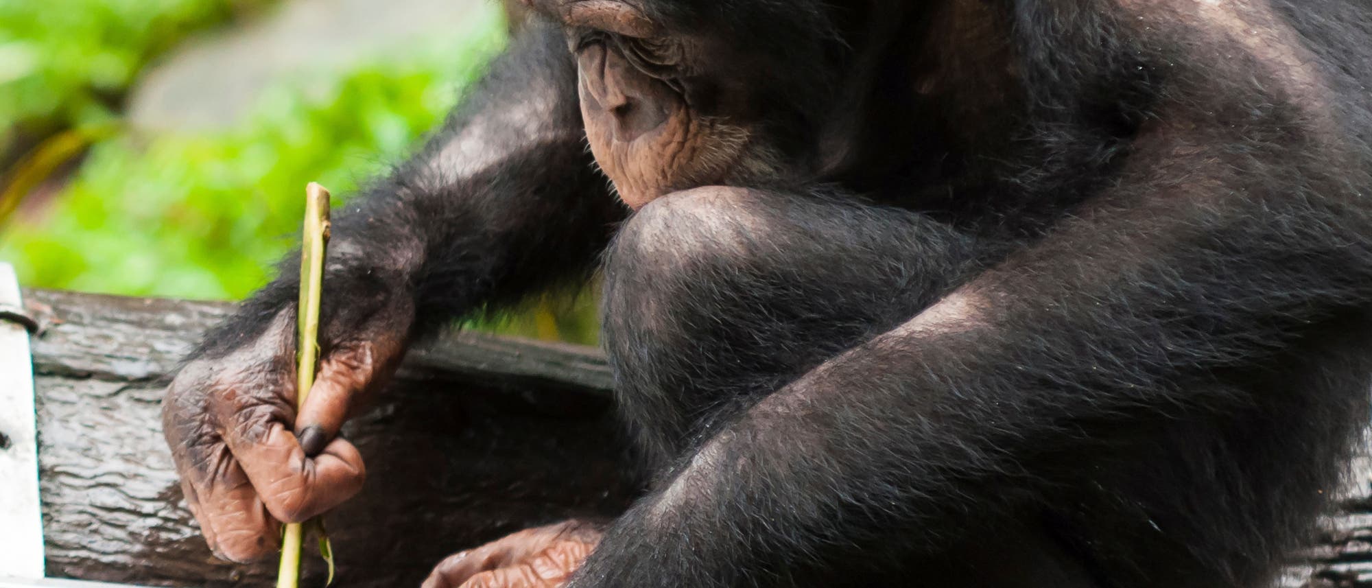 Schimpanse, der mit einem Stock Insekten aus einer Furche kratzt