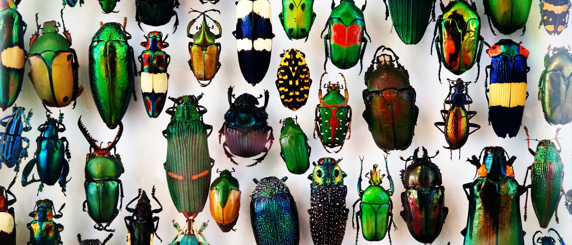 Eine Sammlung bunter tropischer Käfer. "The Creator would appear as endowed with a passion for stars, on the one hand, and for beetles on the other." - J.B.S. Haldane