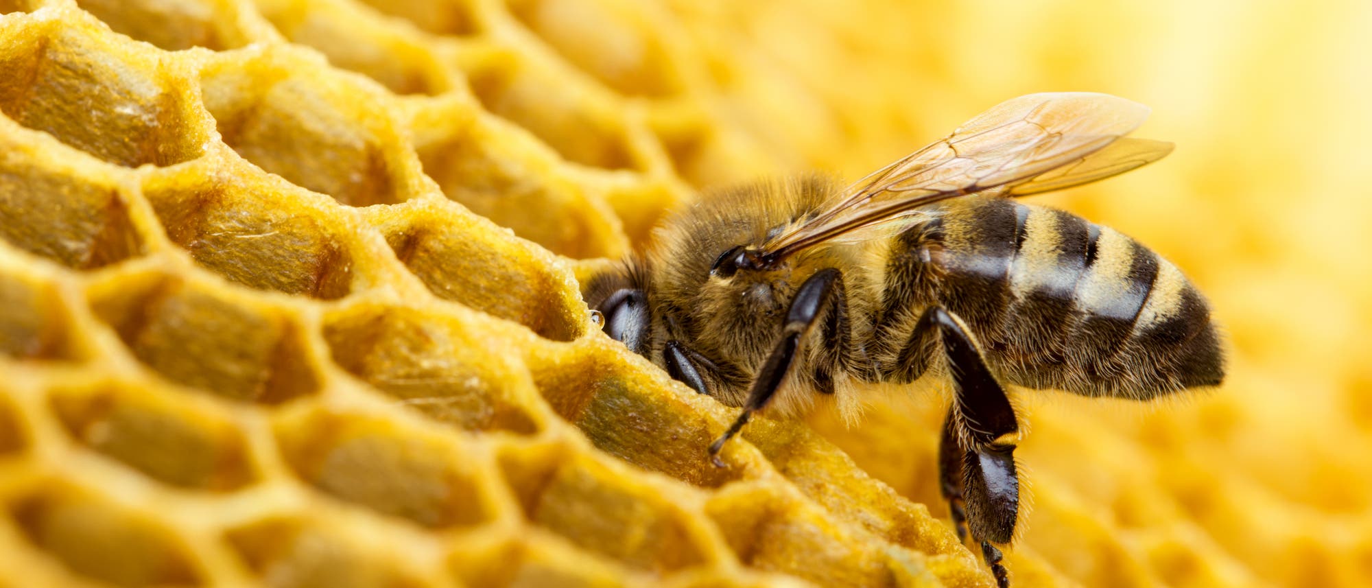 Honigbiene auf einer Wabe