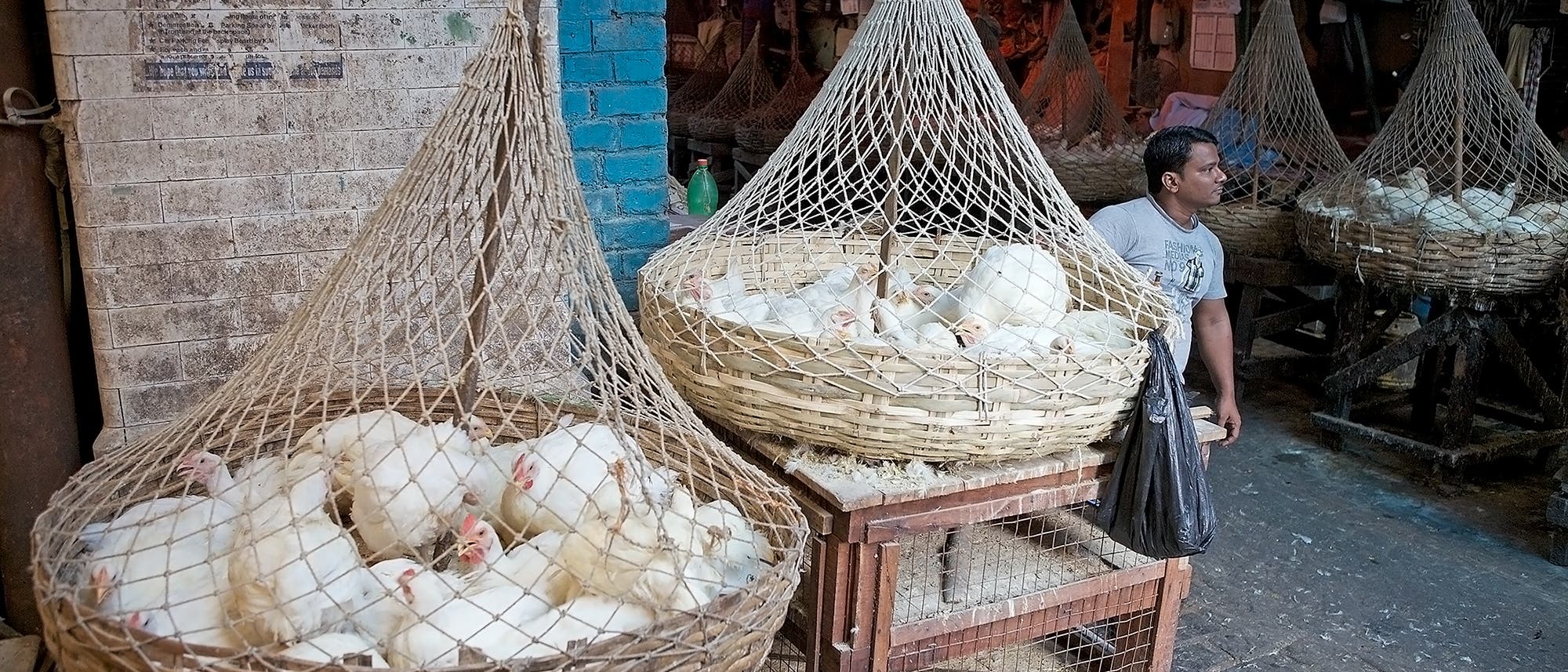 Hühner auf einem Markt in der indischen Großstadt Kalkutta