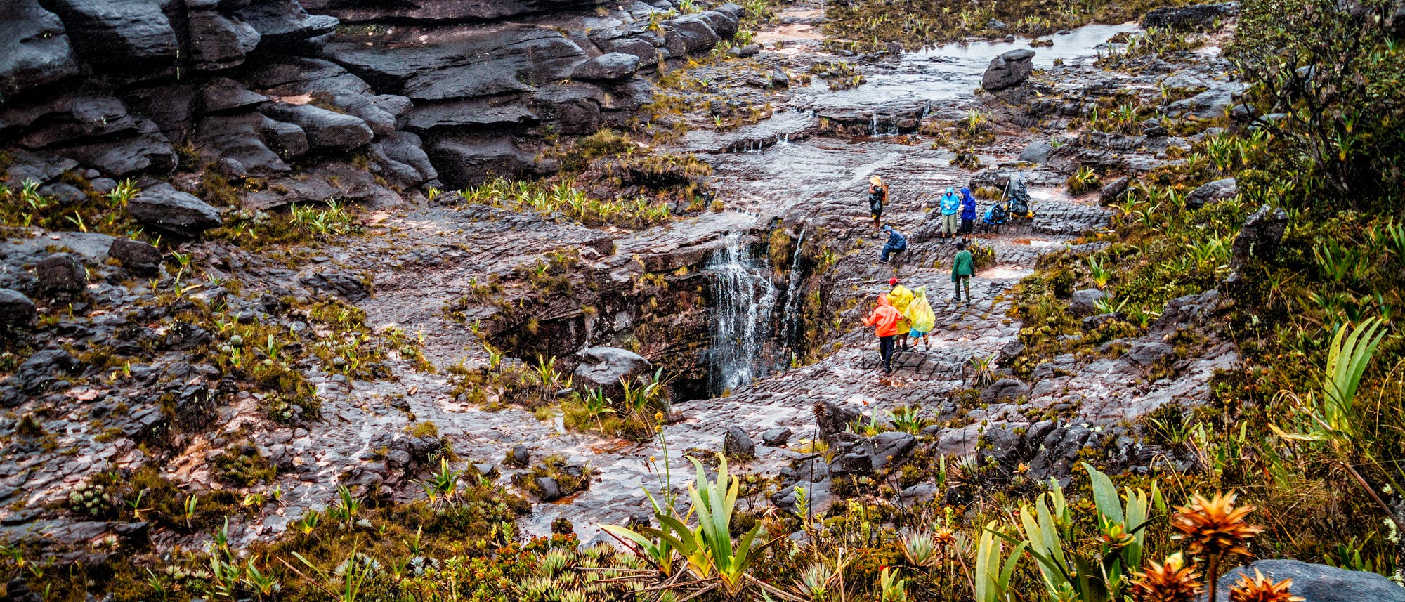 Touristen in bunter Regenbekleidung stehen in einem Feuchtgebiet auf dem Roraima-Tafelberg im Süden Venezuelas auf schwarzem Fels. Einzelne Pflanzen bedecken den Boden.