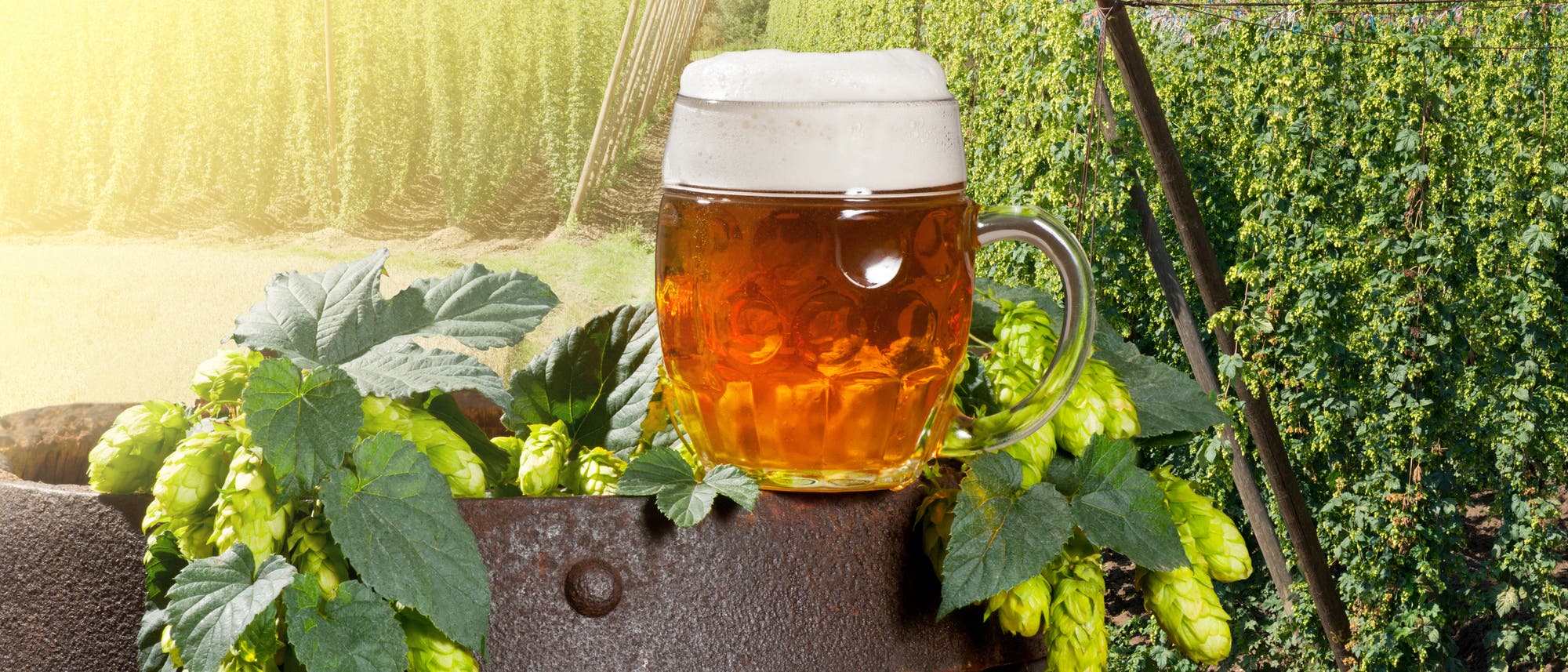 Ein Glas Bier zwischen Hopfendolden. Im Hintergrund Hopfenpflanzen. 