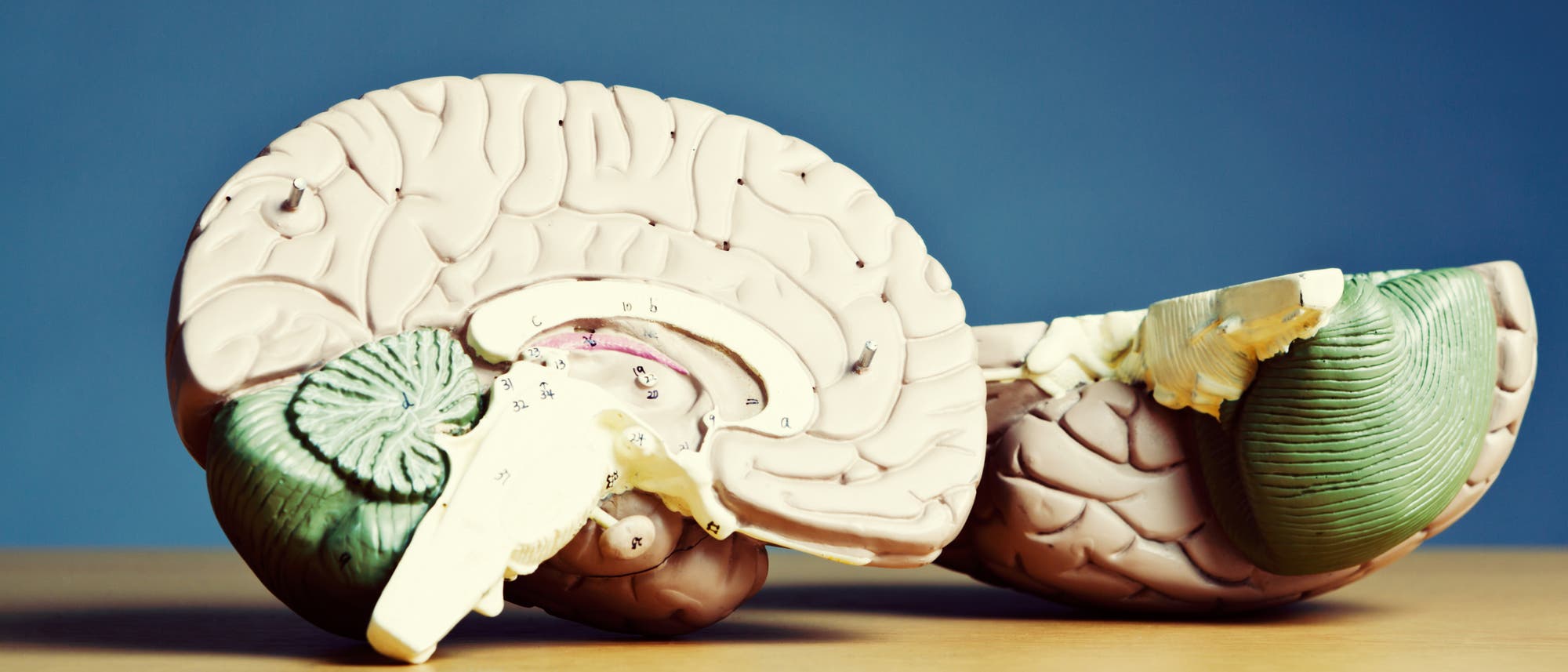 Modell eines menschlichen Gehirns - der Hippocampus ist die bogenförmige Struktur in der Mitte