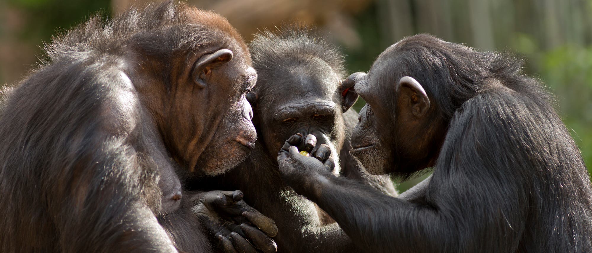 Drei Schimpansen stehen in einer Gruppe zusammen und schauen auf einen Gegenstand in der Hand des einen Affen.