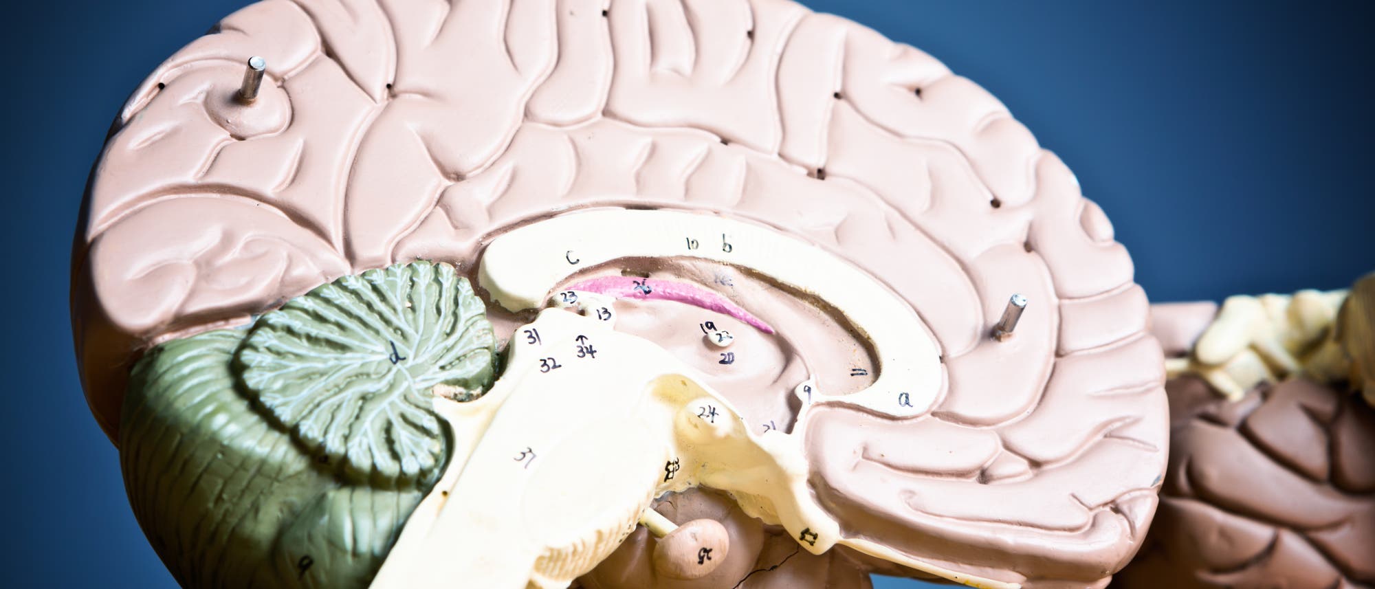Ein Modell der rechten Gehirnhälfte. 