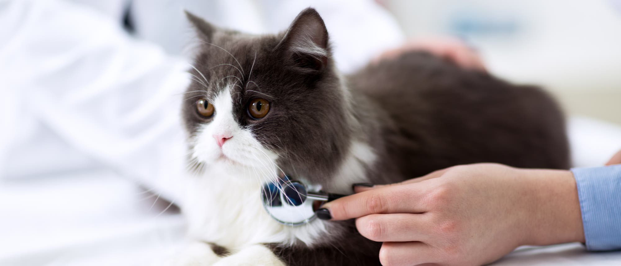 Eine junge schwarz-weiße Katze liegt auf einem Metalltisch und wird tierärztlich untersucht