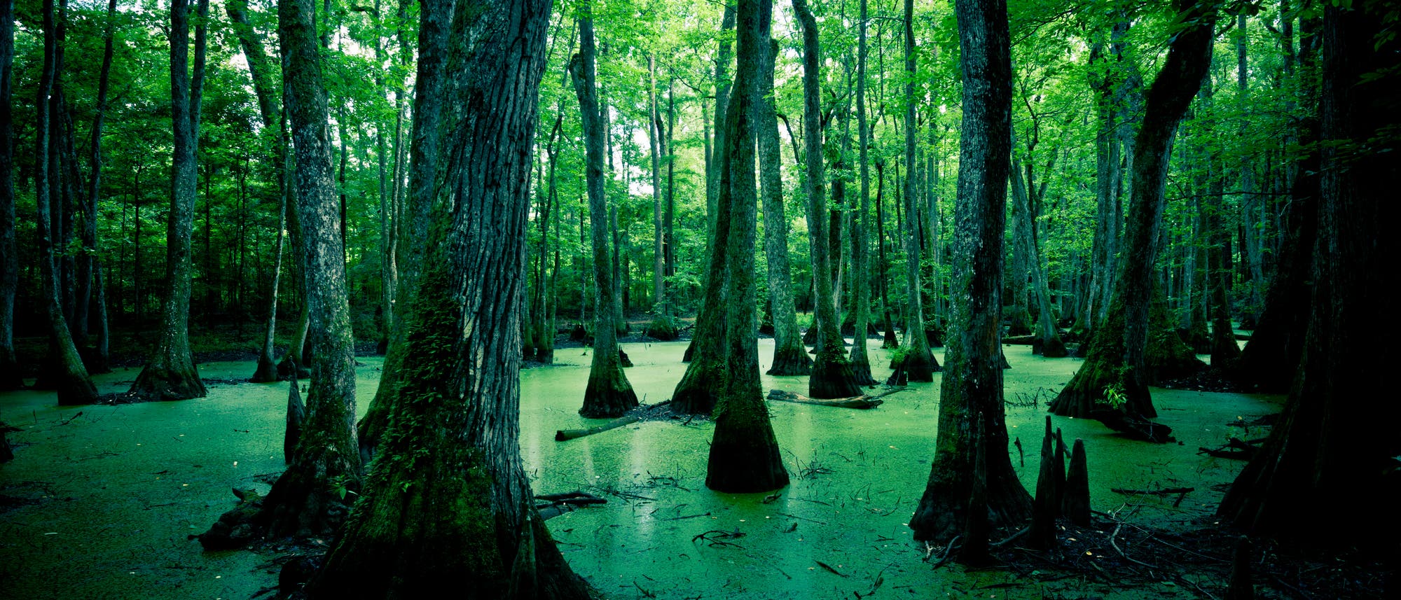 Sumpfwald in Louisiana