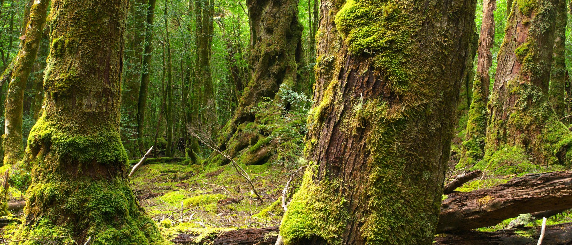 Moosbedeckte alte Bäume in Tasmanien