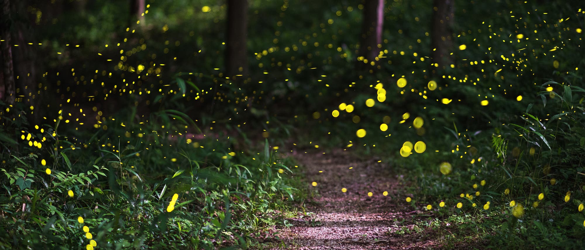 Glühwürmchen in einem Wald im japanischen Okayama