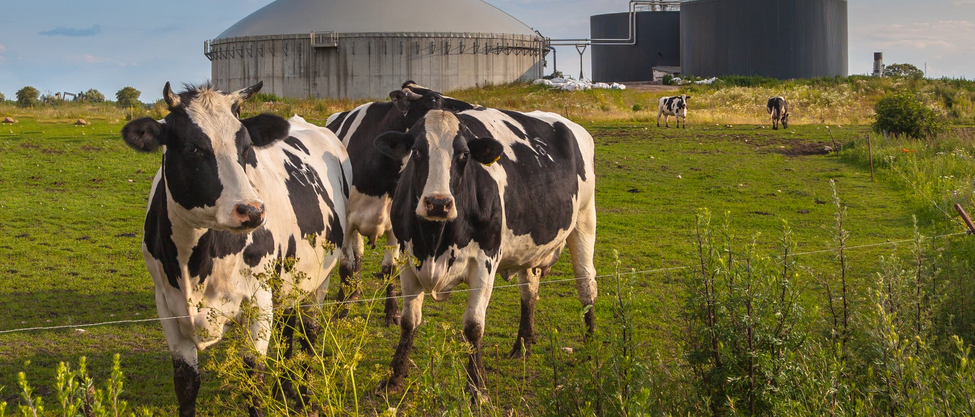 Kühe stehen vor einer Biogasanlage auf der Weide. 