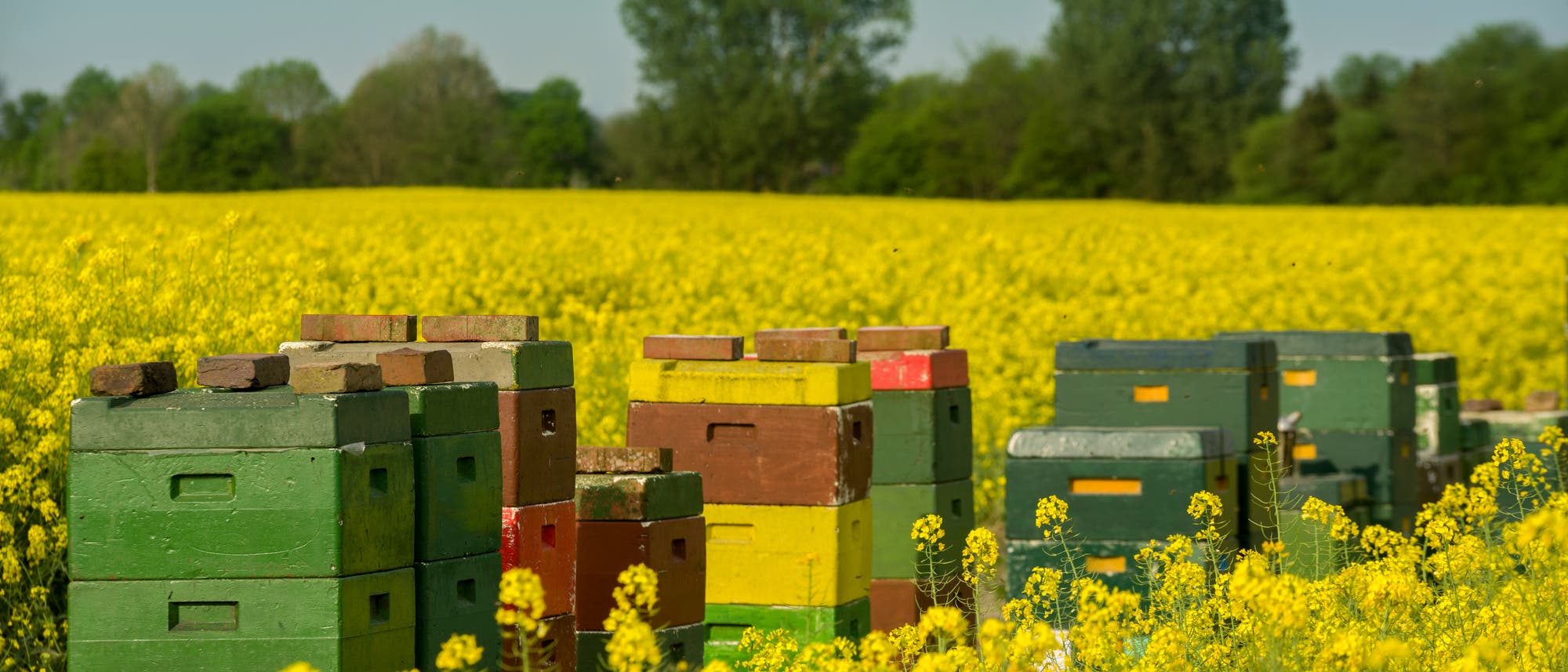Bienenstöcke im Rapsfeld