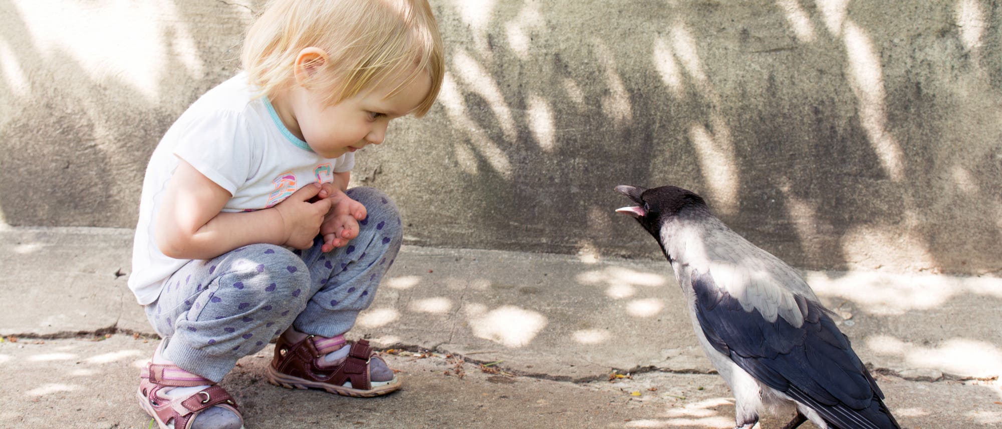 Kleines Mädchen betrachtet eine Kapuzenkrähe. Der Vogel scheint mit ihr zu sprechen.