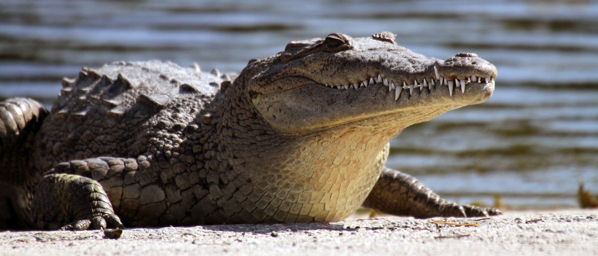 Amerikanisches Krokodil, das sich an Land sonnt.