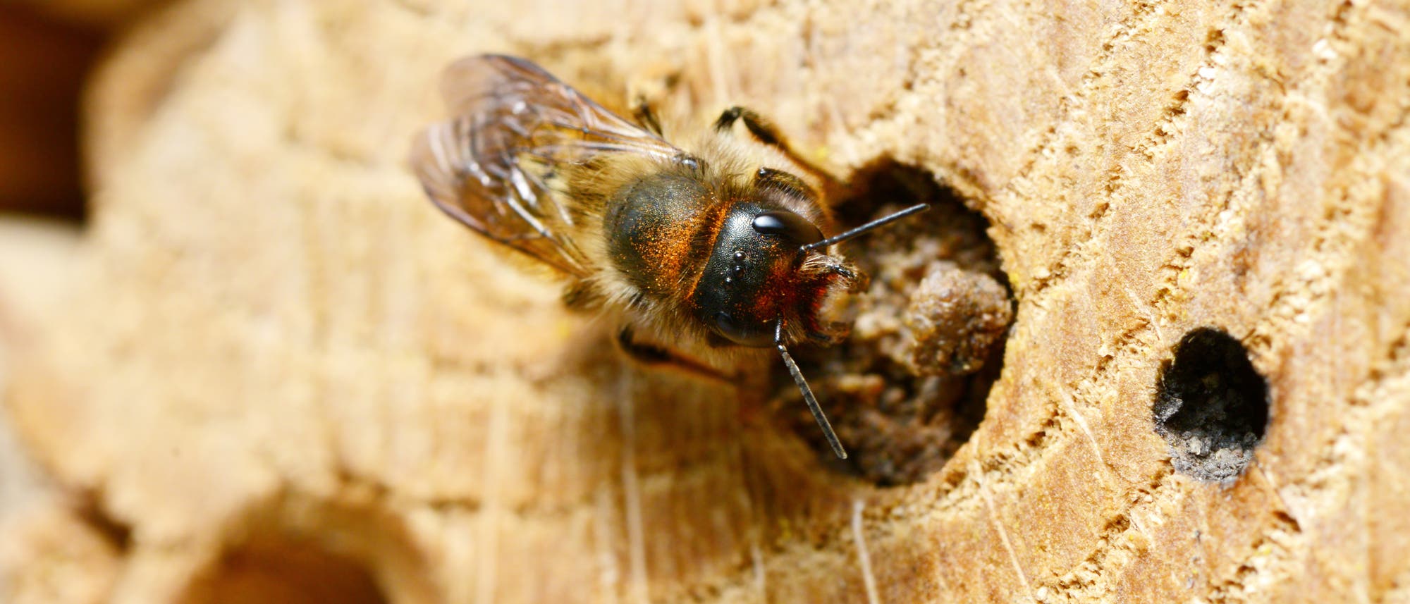 Eine Biene sitzt auf einem St&uuml;ck Holz mit mehreren kleinen L&ouml;chern. Die Biene ist detailliert zu sehen, mit durchscheinenden Fl&uuml;geln und einem pelzigen K&ouml;rper. Das Holz zeigt eine raue, nat&uuml;rliche Textur. Die Szene vermittelt einen nat&uuml;rlichen Lebensraum f&uuml;r die Biene.