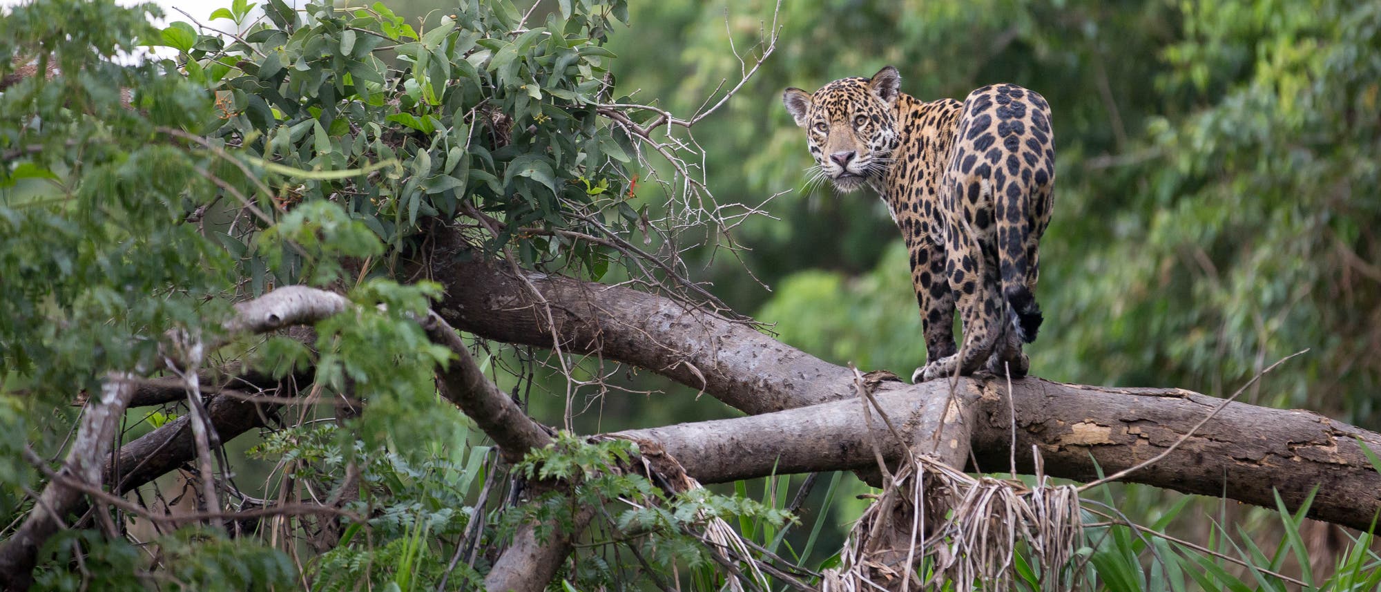 Jaguar auf einem Baum