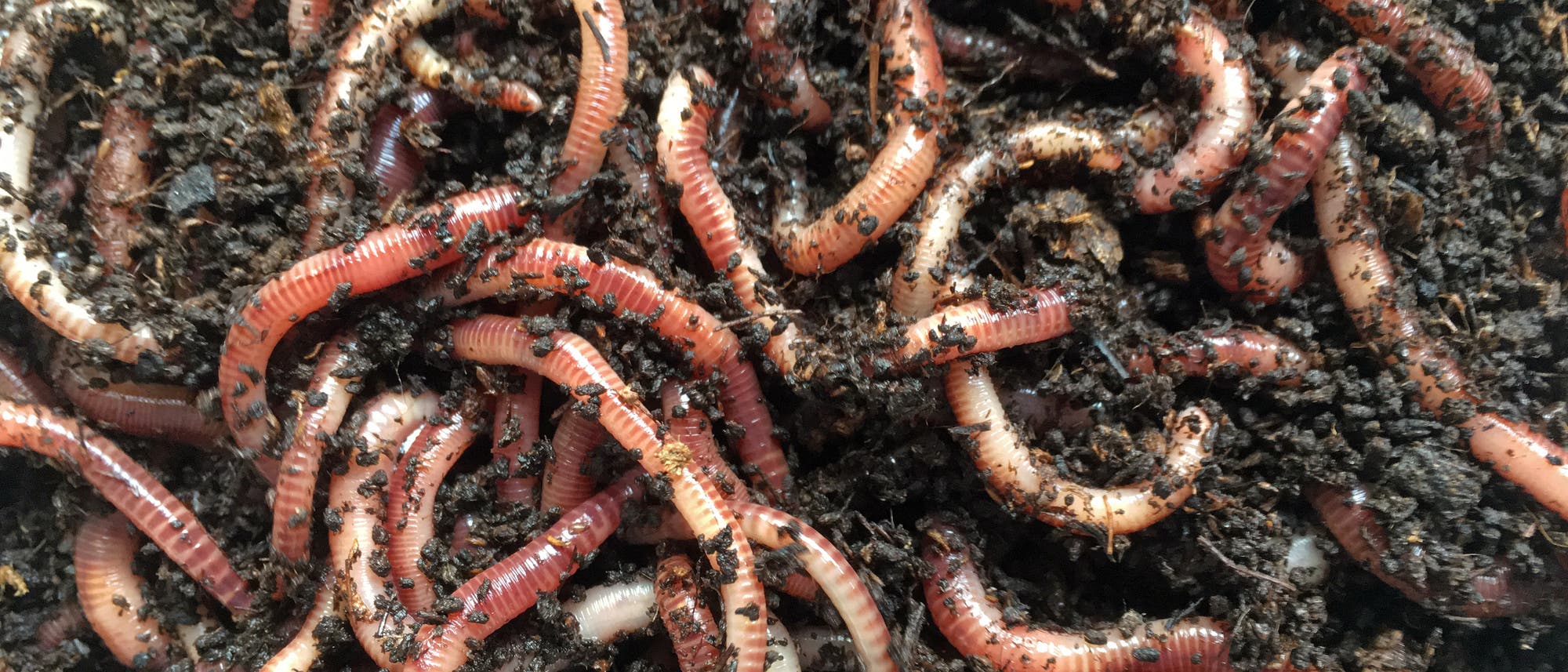Regenwürmer, Regenwurm, Bodenfauna Regenwürmer, Regenwurm, Bodenfauna