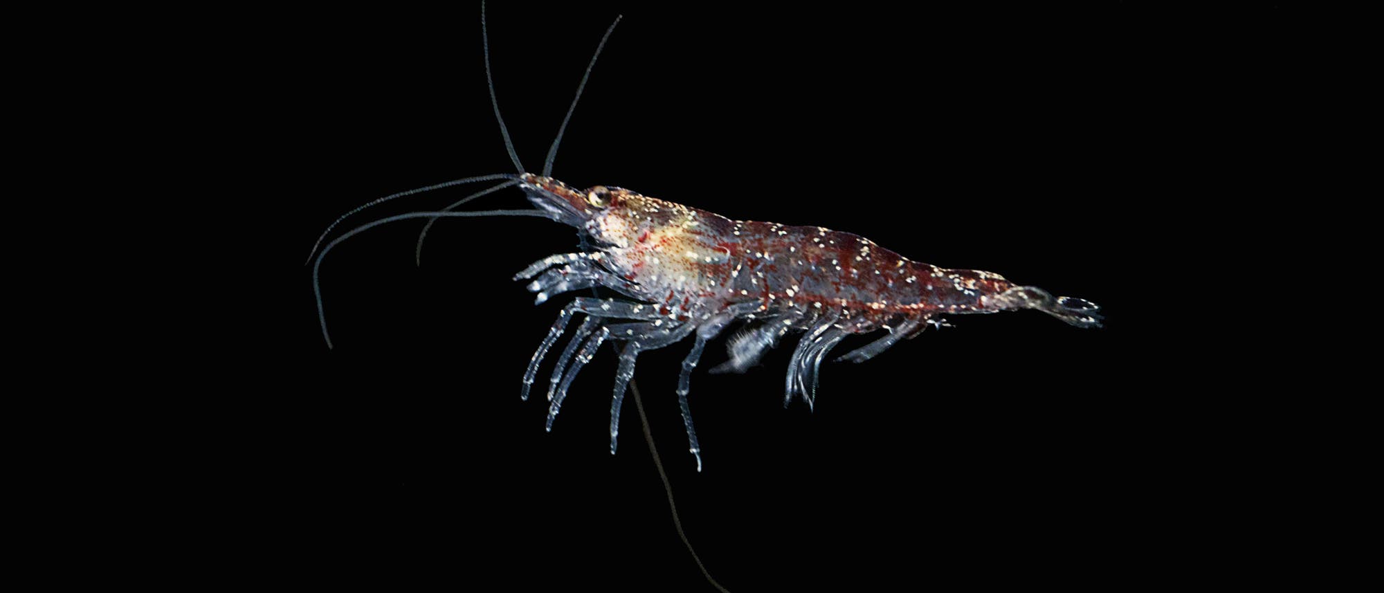 Krill genannte Krebstierchen bevölkern in Massen den Ozean