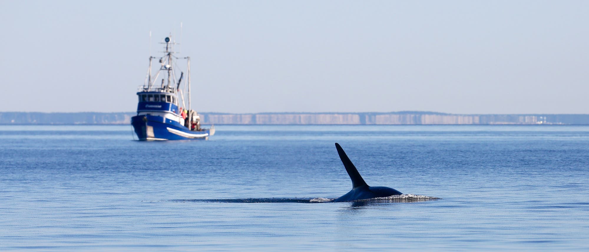Ein Orca schwimmt im ruhigen Meer, w&auml;hrend im Hintergrund ein blaues Fischerboot zu sehen ist. Ein Vogel fliegt &uuml;ber dem Wasser. Der Himmel ist klar und die K&uuml;stenlinie ist in der Ferne sichtbar.