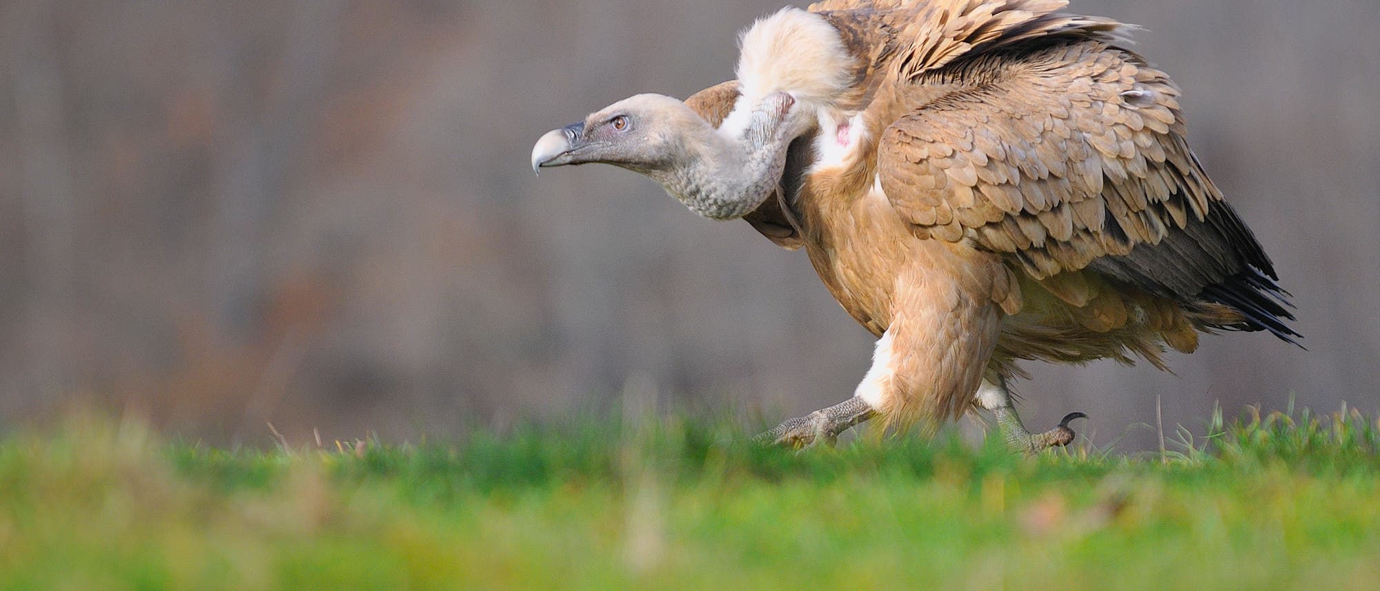 Gänsegeier Gänsegeier
