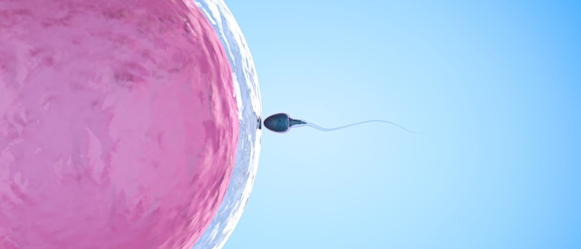Eizelle und Spermium