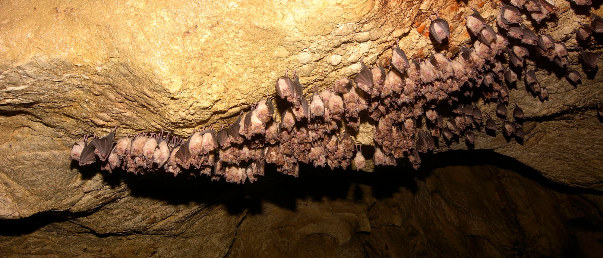Schlafende Fledermäuse in einer Höhle