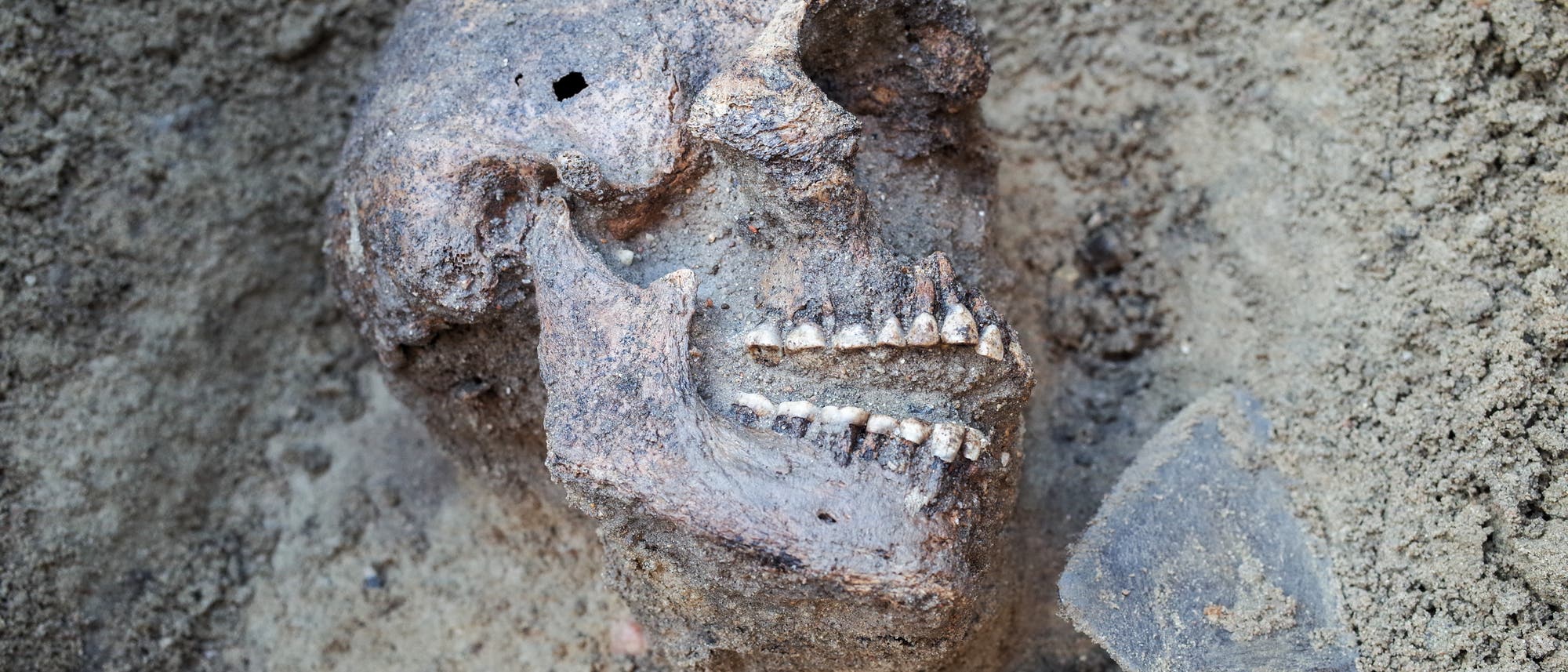 Skelett bei einer archäologischen Ausgrabung