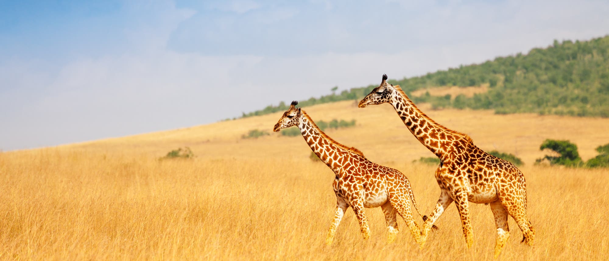 Giraffen im Massai Mara