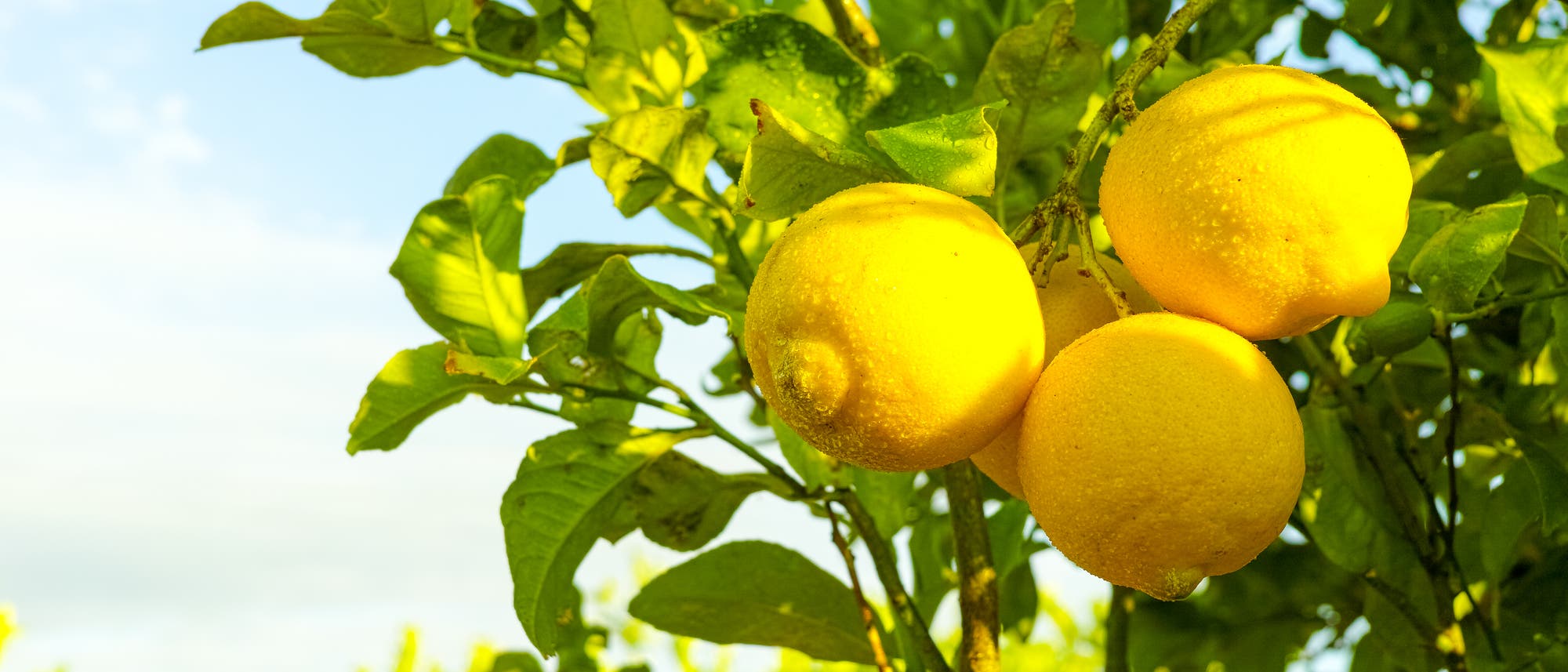 Drei reife Zitronen hängen am Zitrusbäumchen