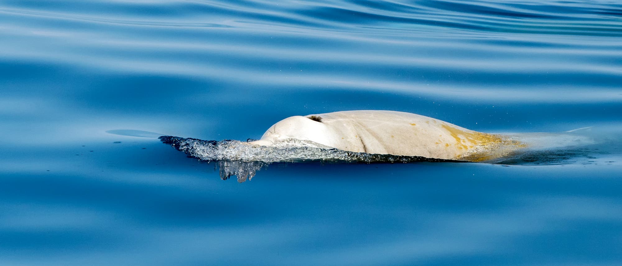 Der Cuvier-Schnabelwal ist die am weitesten verbreitete Art der Schnabelwale.