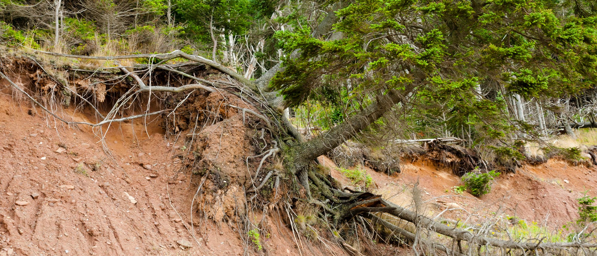 Bruchkante eines Erdrutsches mit überhängendem Nadelbaum. 