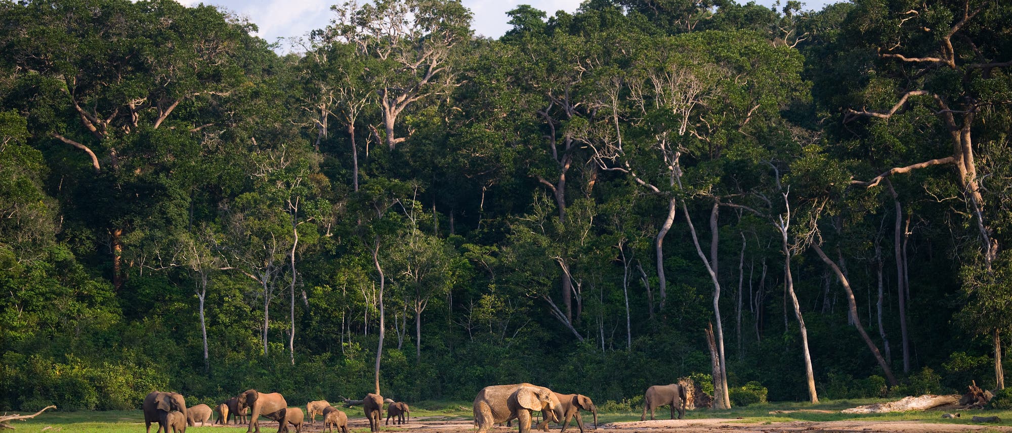 Elefanten auf einer Waldlichtung im Kongo