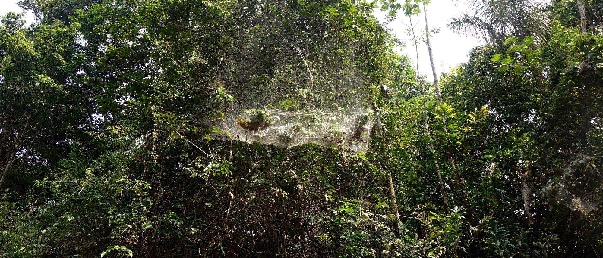 Spinnenkolonie im gemeinsamen Netz