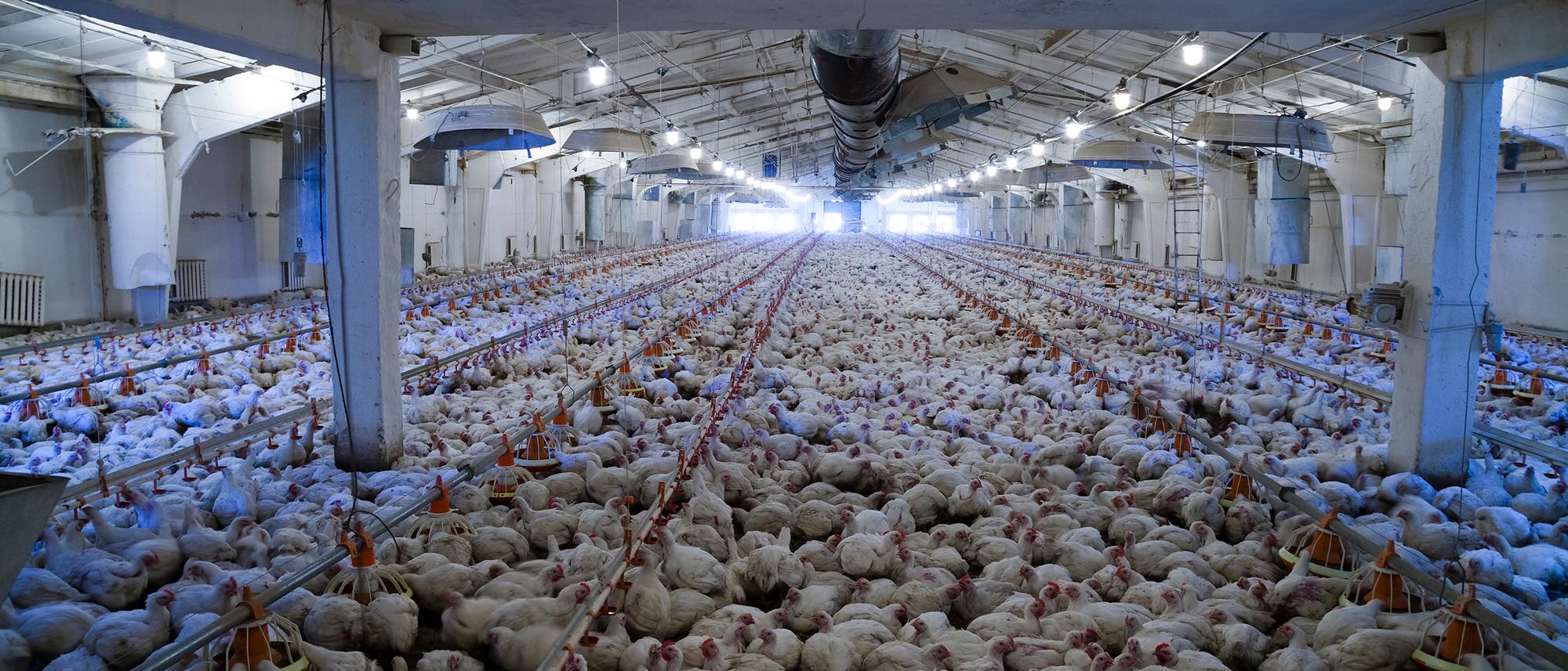 Innenansicht eines großen Geflügelstalls mit zahlreichen weißen Hühnern, die dicht gedrängt auf dem Boden stehen. Der Raum ist lang und von mehreren Reihen von Futter- und Wassertrögen durchzogen. Die Decke ist mit Beleuchtung und Belüftungssystemen ausgestattet. Das Bild zeigt die industrielle Tierhaltung in einem modernen Hühnerstall.