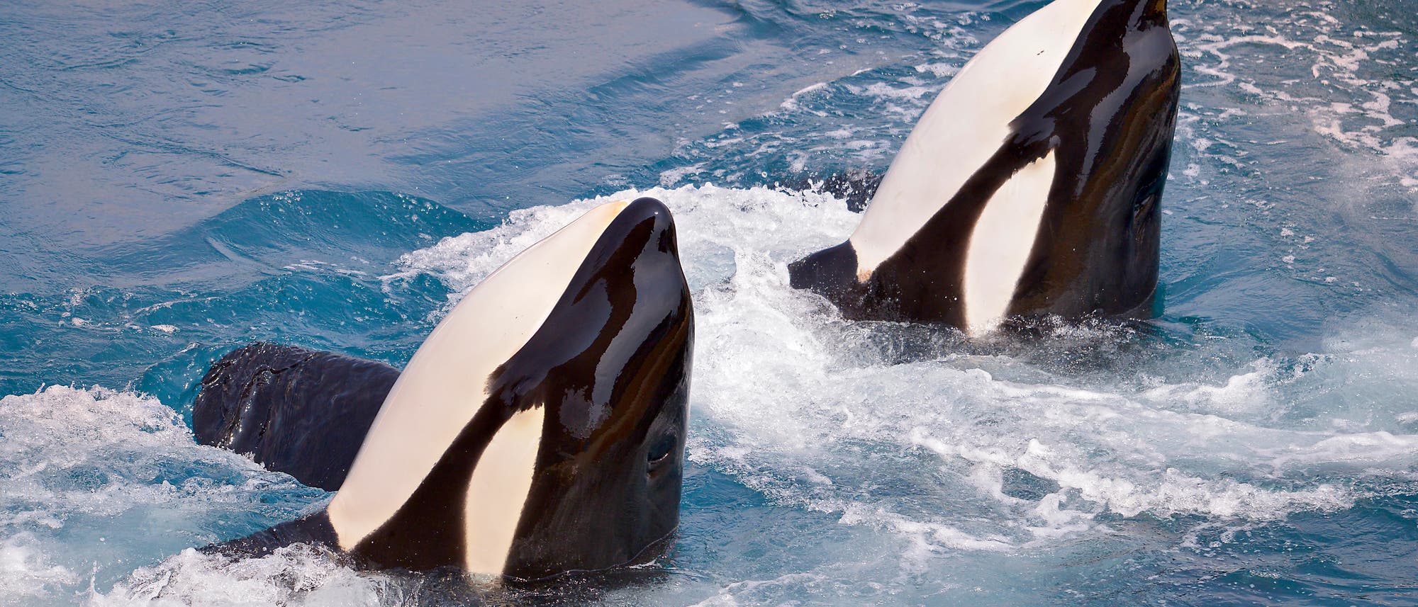 Zwei Orcas schauen aus dem Wasser