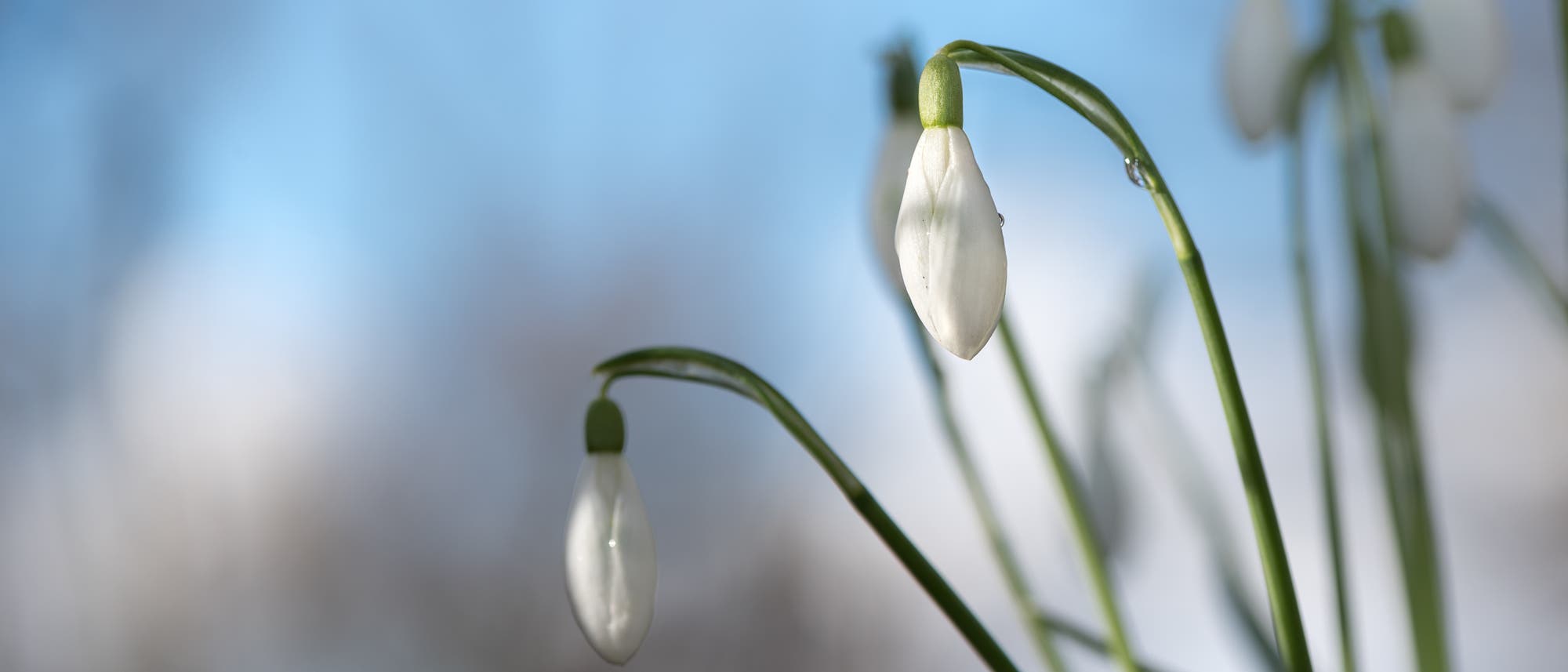 Schneegl&ouml;ckchen ohne Schnee