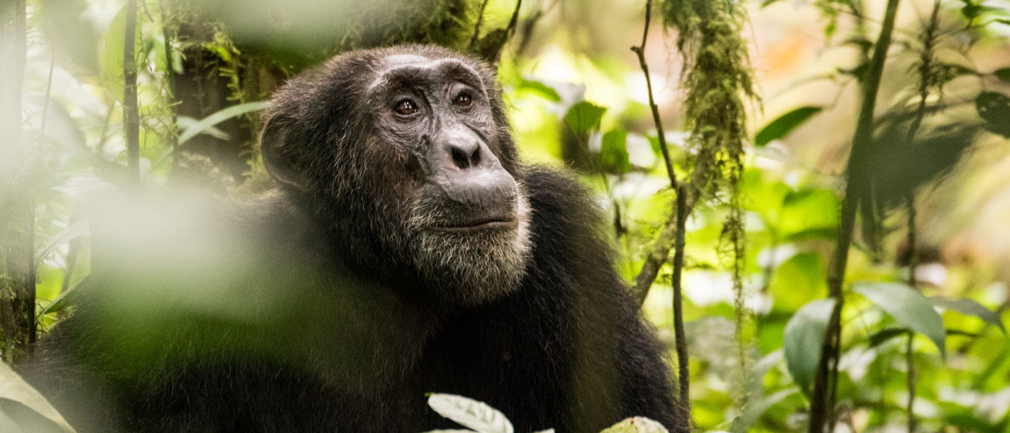 Östlicher Schimpanse (in Uganda)