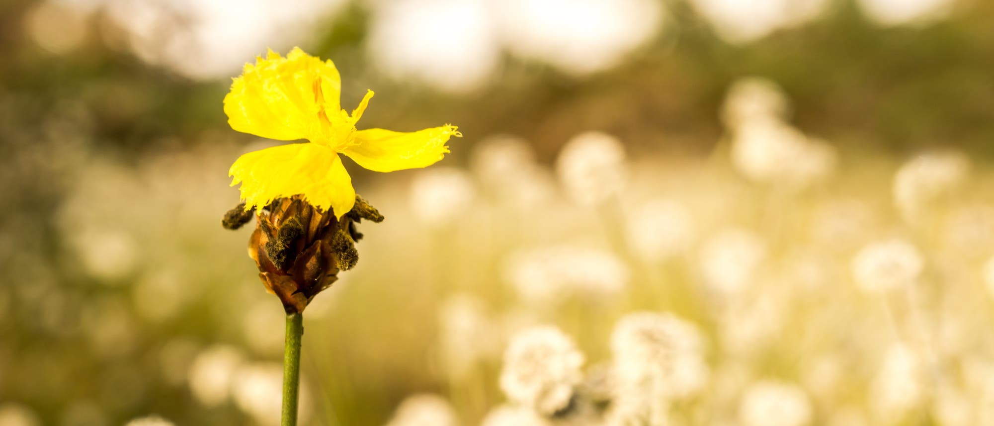 Dies ist das Original: ein Xyris-Gras, das der Pilz Fusarium xyrophilum gern nachahmt.