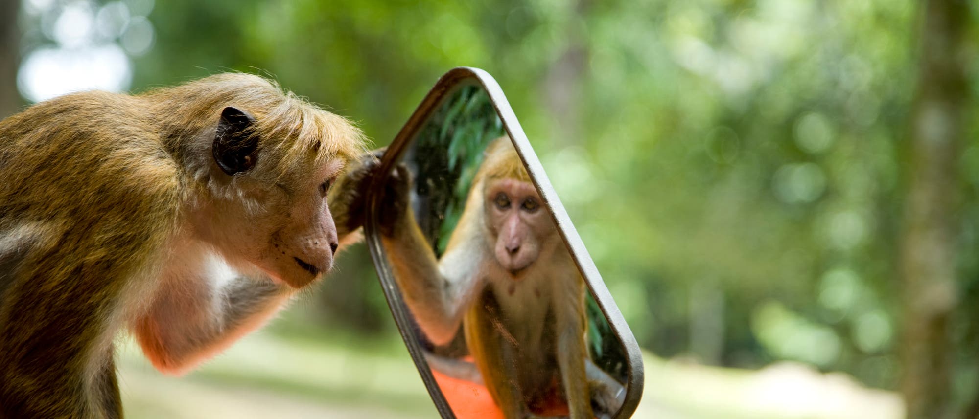 Makake betrachtet sich im Spiegel